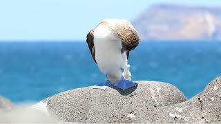 Piquero de patas azules Bluefooted booby Sula nebouxii en las islas Galápagos [upl. by Sihunn]