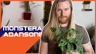 HOW TO CARE FOR MONSTERA ADANSONII  Creative way to grow Swiss Cheese Vine [upl. by Anneirb]