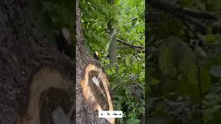 Tree 🌳 house🏠 😂🤣 nice looking shorts viral comedy [upl. by Grath]