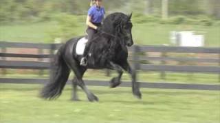 Stallion show of Friesian horses  Stal Chardon 2019 [upl. by Outhe]