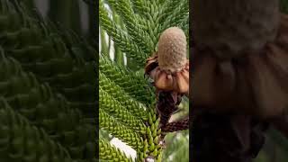 Free climbing a Norfolk pine  Araucaria Heterophylla  Conifer [upl. by Randolf]