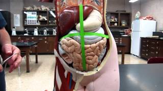 AampP1 Lab 1 Abdominal Quadrant System [upl. by Dibrin]