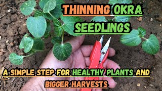 Thinning Okra A Simple Step for Healthy Plants and Bigger Harvests okra gardening gardeningtips [upl. by Burnaby787]