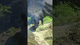 亞洲黑熊Asiatic Black BearTaipei Zoo [upl. by Iila]