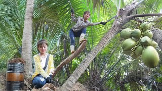 Process of producing wine from wild coconut tree trunks Primitive way of making wine [upl. by Nimaynib]