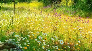 Relaxing Nature Ambience Meditation🌼GOOD MORNING SPRING NATURE THERAPY🌷Flowery MEADOW Healing Sounds [upl. by Fredric]