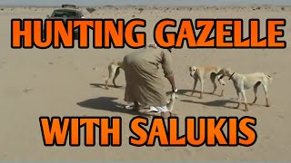 Hunting Gazelles with Salukis in Arabia  Running Dogs [upl. by Ribak]