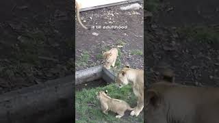 Lioness defending her cubs against lion animals wildlife youtubeshorts animalshorts lion [upl. by Fromma]