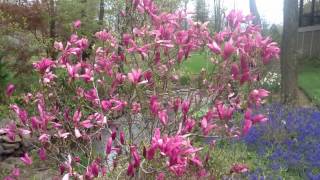 Best Flowering Shrubs  Magnolia Jane amp Betty [upl. by Glennie]