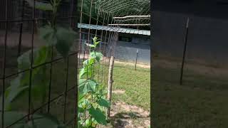 Walk through cucumber trellis [upl. by Jaquiss935]