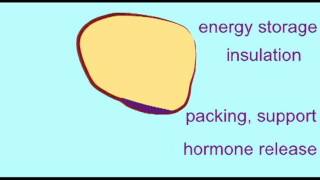 AP1 TISSUES ADIPOSE TISSUE [upl. by Hagi]