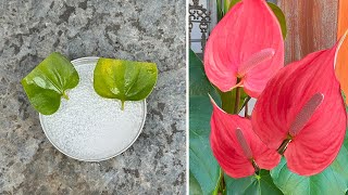 Anthurium will produce many flowers when using effervescent tablets which few people know [upl. by Inna]