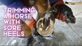 TRIMMING a horse with SORE CONTRACTED HEELS and INFECTED Central Sulcus’ [upl. by Frame]