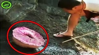 9 Mysterious Mutant Animals Caught on Tape [upl. by Akenahs]