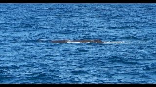 Norwegen Juni 2015 Walsafari vor Andenes HD [upl. by Obola]