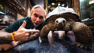 BEST PET TORTOISE GIANT ALDABRA TORTOISE  BRIAN BARCZYK [upl. by Adlig]