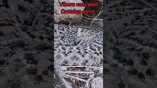 víbora cascabel crotalus atrox snake wildlife [upl. by Tabby]