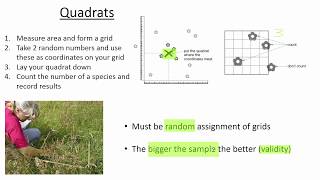 Quadrats [upl. by Tabbie581]