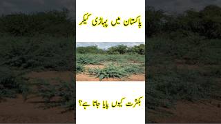 Why Prosopis Juliflora is Found Abundantly in Pakistan  Pakistan Main Pahari Kekar [upl. by Myrtle]