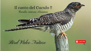 Il canto del Cuculo Cuculus canorus Linnaeus [upl. by Sucramej469]