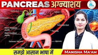 Pancreas in hindiअग्नाशयStructure amp Function [upl. by Eilahs]