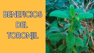 Toronjil  beneficios y preparación  un té con Daniela [upl. by Una]