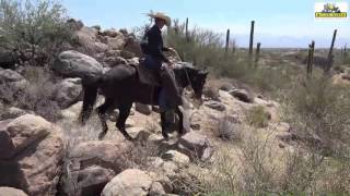 The Missour Fox trot Gait of the Missouri Fox Trotter Horse Breed Foxtrotter [upl. by Mandle]