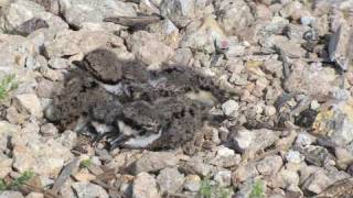 A Good Mother Killdeer [upl. by Ieluuk]