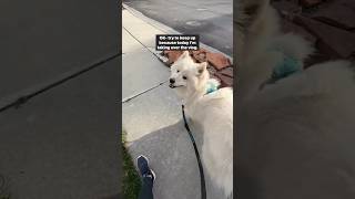 My Samoyed vlogs his day 🐾 [upl. by Igenia]