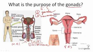 827 Gonads  Structure and Function [upl. by Hayarahs]