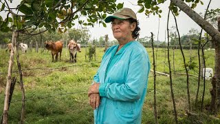 La ganadería sostenible rinde frutos a los agricultores colombianos [upl. by Leonora202]