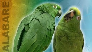 Amazing Viral Singing parrots  Truly remarkable they way they sing as a duo [upl. by Ahsikad]