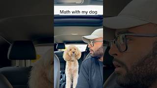 Mini Cockapoo Thinks About Math Question Before Answering 😳 [upl. by Pond]