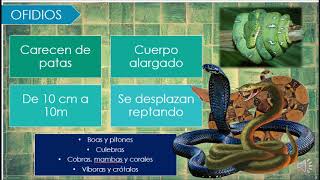 LOS REPTILES [upl. by Isidor]