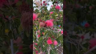 Calliandra haematocephala 💥 Powder Puff Plant powderpuff gardening gardeningtips flowers [upl. by Prunella]