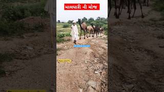 તારી પાઘડીએ મન મારું મોહ્યુંviralvideo trending [upl. by Enilrahc]