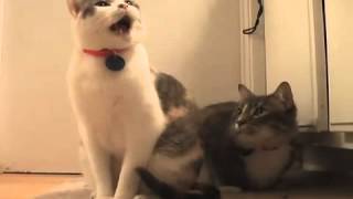 Cats Talking To Each Other MUST SEE [upl. by Koetke]