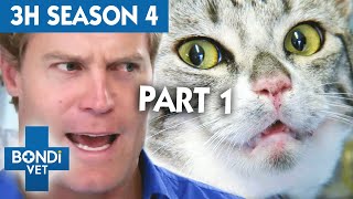 3 Hours of Full Episodes  Bondi Vet Complete Season 4 Part 1  Bondi Vet Compilation [upl. by Omsoc606]