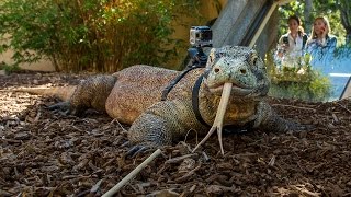 Komodo Dragon Wearing a GoPro at the San Diego Zoo [upl. by Robinet]