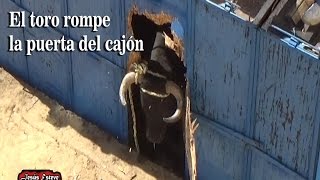 EL TORO ROMPE EL CAJON Y SE SALE IMPRESIONANTE [upl. by Inaniel]