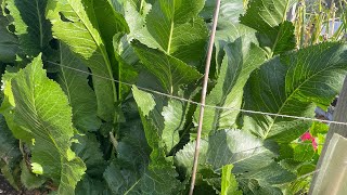 Harvesting Horseradish Leaves…Yes You Can Eat the Leaves Too [upl. by Tisbe]