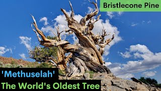 METHUSELAH  The 5000 Years Old Tree  Bristlecone Pine Tree  Oldest Tree  botanyfacts [upl. by Aerda42]