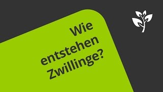 Die Entstehung von Zwillingen  Biologie  Humanbiologie [upl. by Shaw]