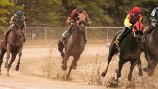 Horse racing in slow motion  running horses [upl. by Sommer]