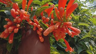 How to grow and care Flame vine pyrostegia venusta with cutting tips plant  link description box [upl. by Kubetz]