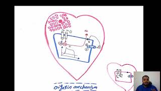 Digoxin mechanism Dr Hamdy [upl. by Dnama803]