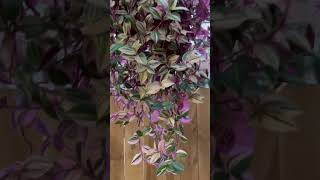 Tradescantia Tricolor Rainbow Hanging Basket Trailing Indoor plants shorts [upl. by Jopa]