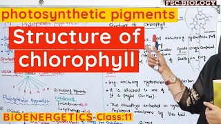 Role of pigments in photosynthesis  Chlorophyll and carotenoids class 11 Bioenergetics urduhindi [upl. by Hardan877]