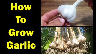 How To Grow Garlic  The Definitive Guide For Beginners [upl. by Kiernan]