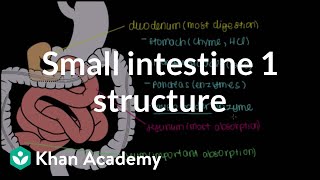 Small intestine 1 Structure  Gastrointestinal system physiology  NCLEXRN  Khan Academy [upl. by Uthrop]